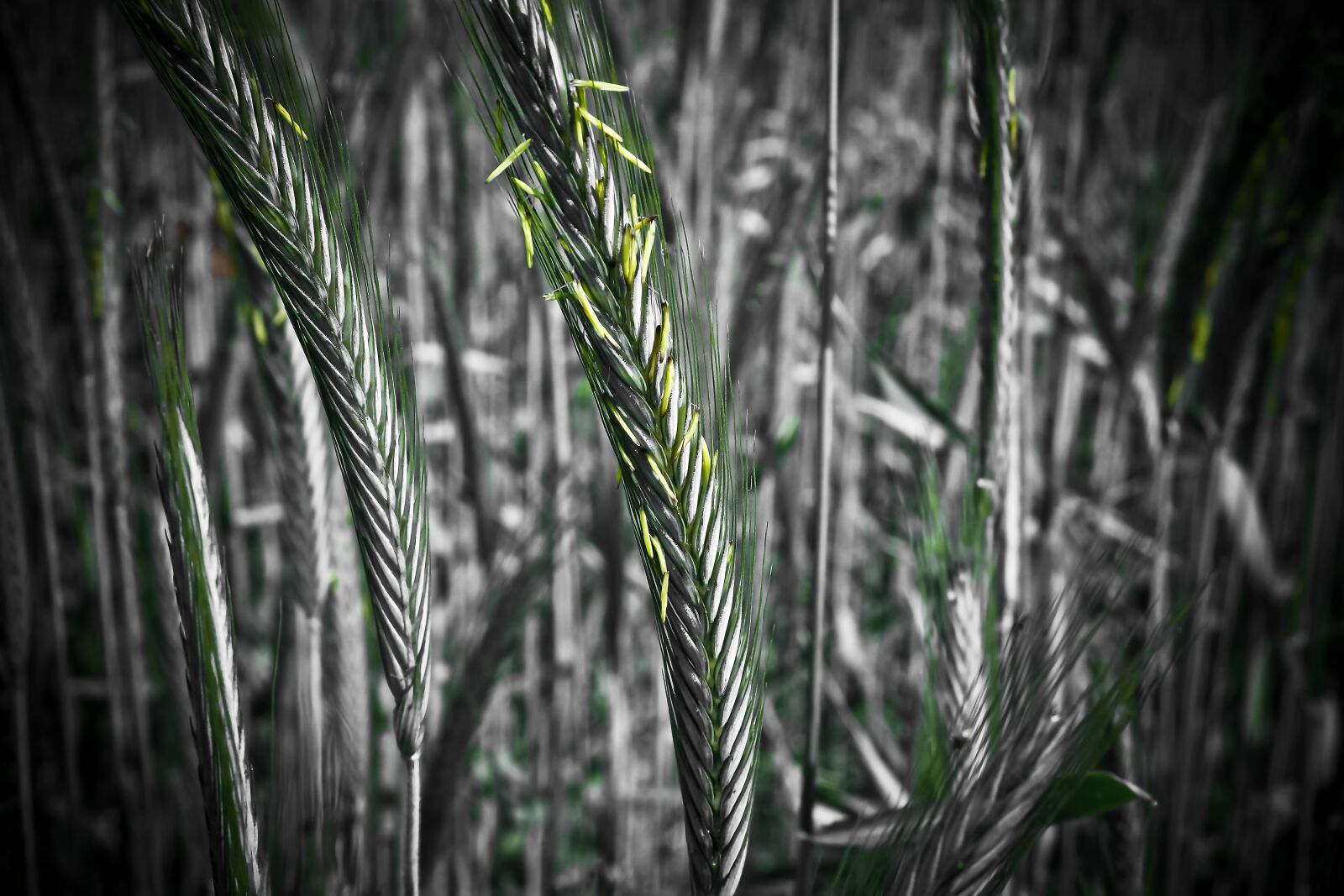 Olympus OM-D E-M10 sample photo. Cornfield, grain, cereals photography