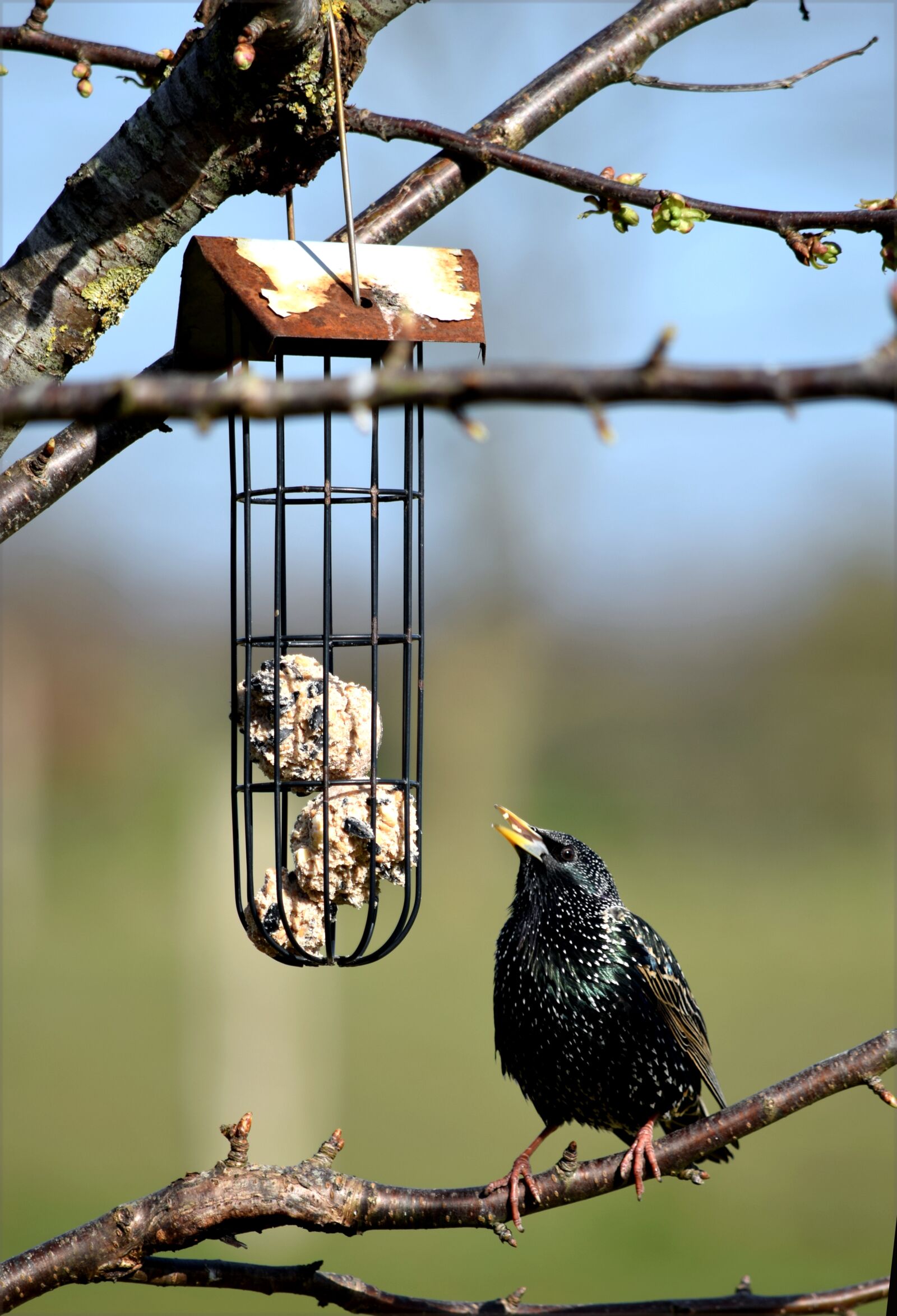 Nikon D5300 sample photo. Bird, star, nature photography