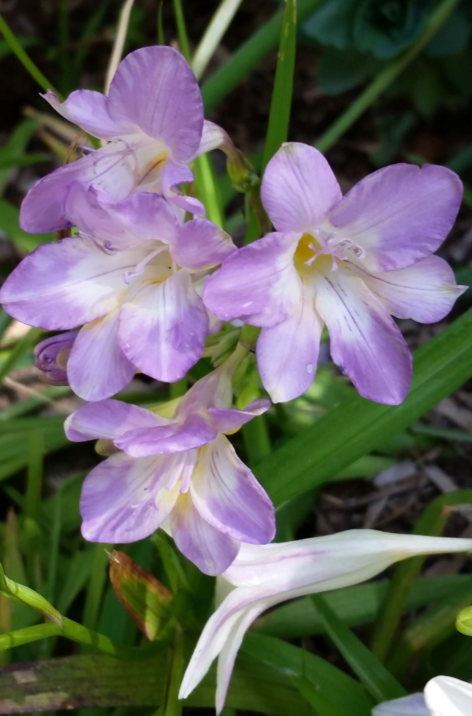Samsung Galaxy S5 sample photo. Mauve, flower, scented photography