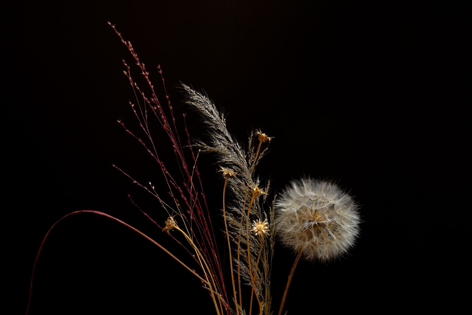 Sony a7R + Sony FE 50mm F1.8 sample photo. Dandelion, grasses, arrangement photography