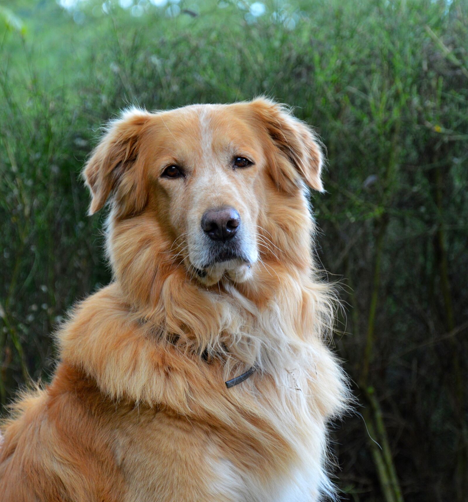 Nikon D3200 sample photo. Dog, golden retriever, animal photography