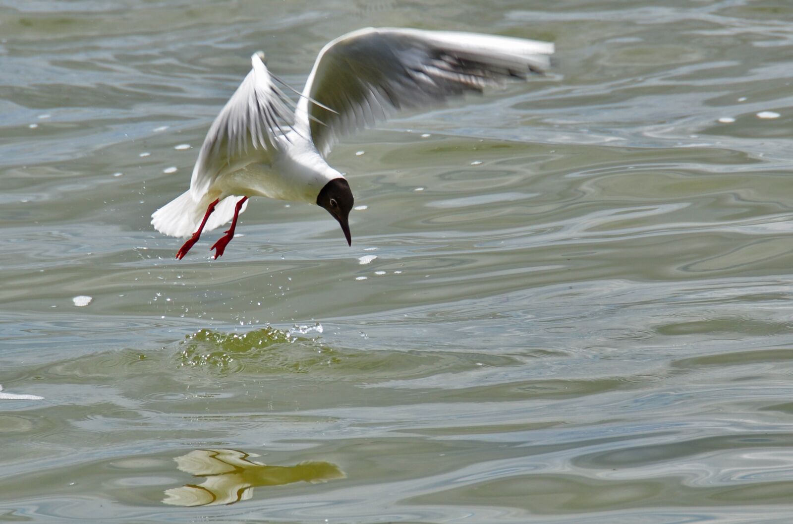 Nikon D90 sample photo. Gull, fly nature, bird photography