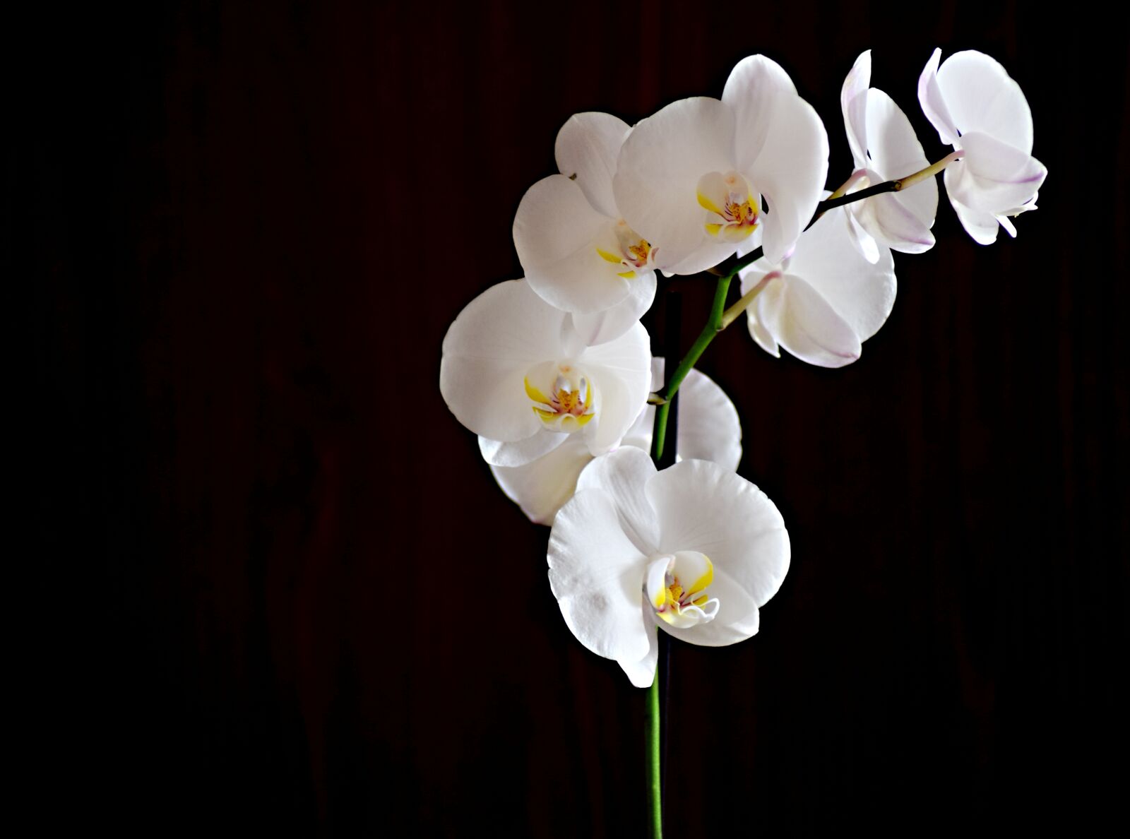 Nikon D5300 sample photo. Flower, orchid, room flower photography