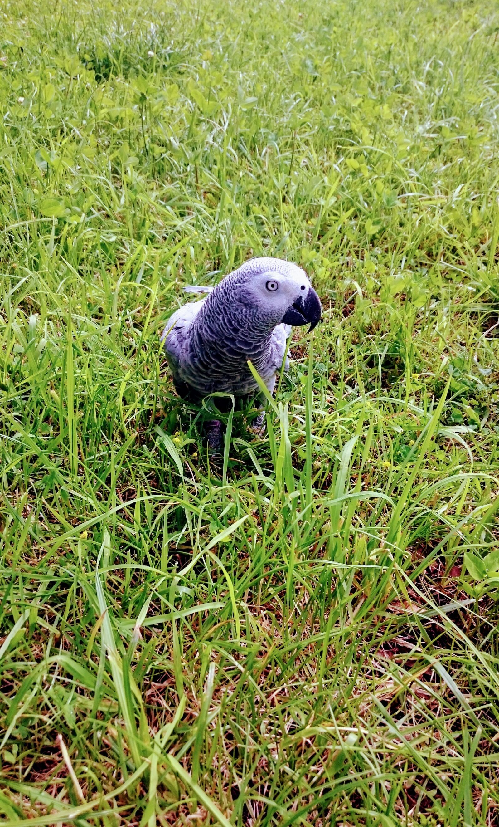 Sony Xperia Z3 sample photo. Lawn, nature, animals photography