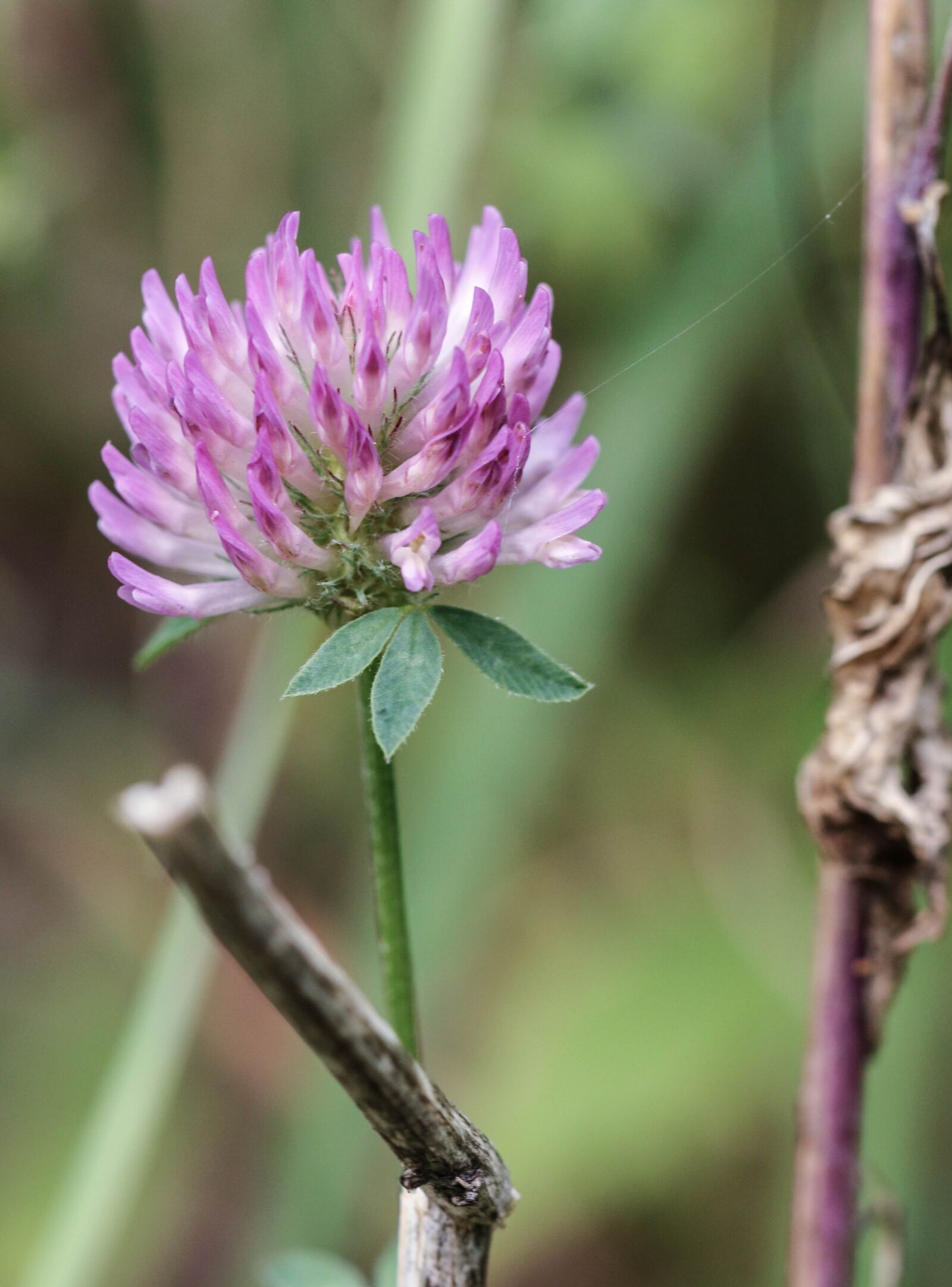 Canon EOS 7D Mark II sample photo. Wild flower, pink, flower photography