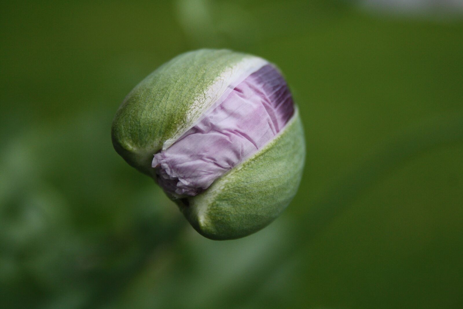 Canon EOS 1000D (EOS Digital Rebel XS / EOS Kiss F) sample photo. Poppy, button, garden photography