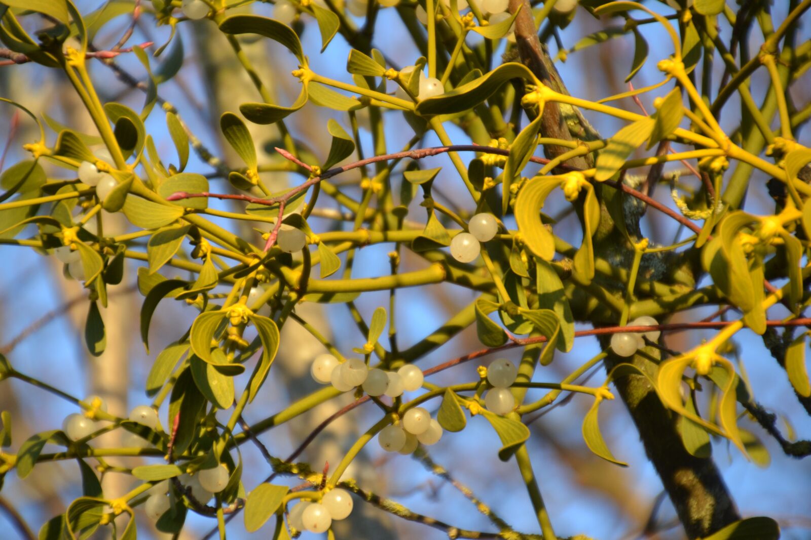 Nikon D3100 sample photo. Mistletoe, plant, evergreen photography
