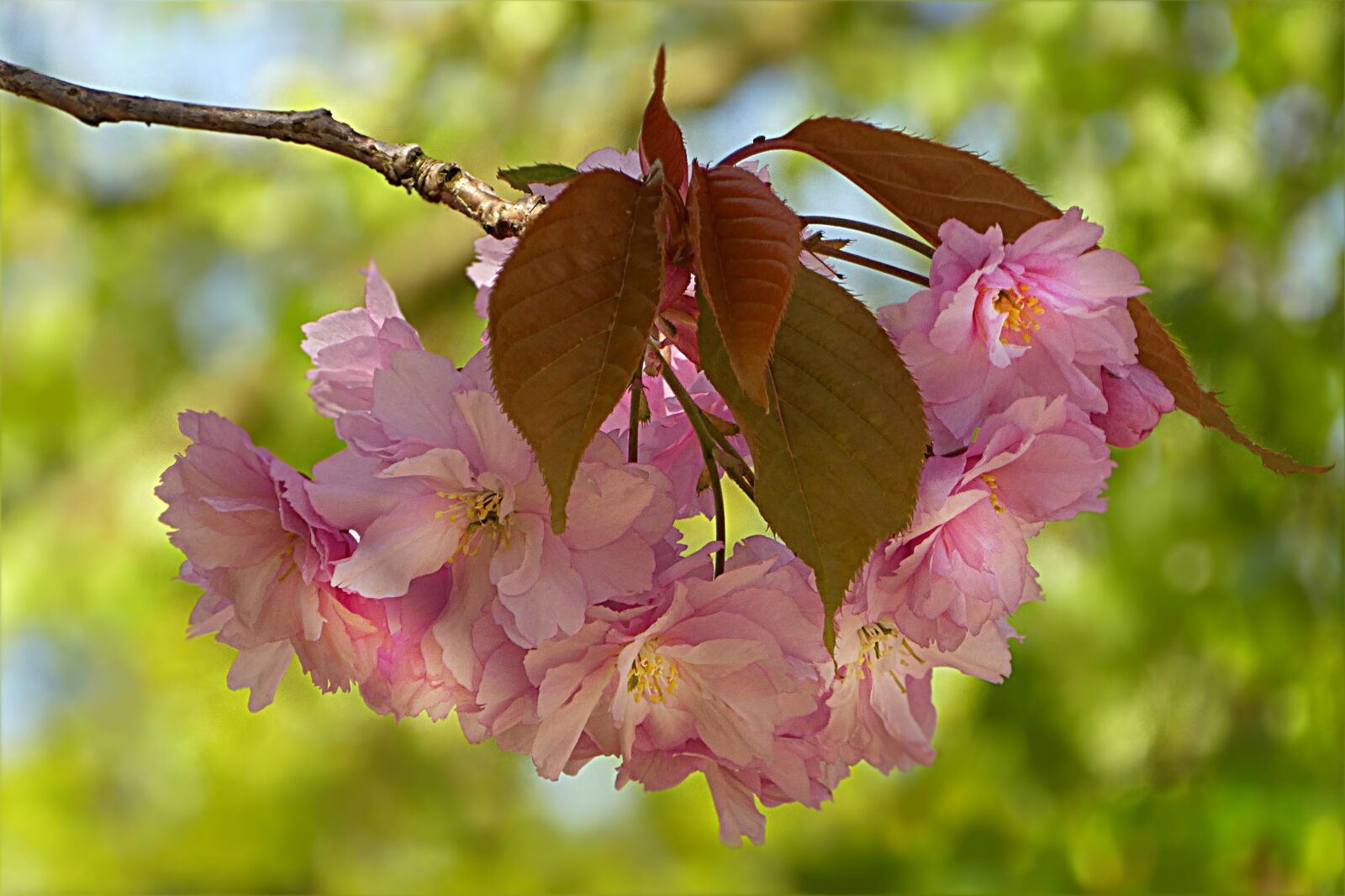 Panasonic DMC-TZ81 sample photo. Tree, blossom, bloom photography