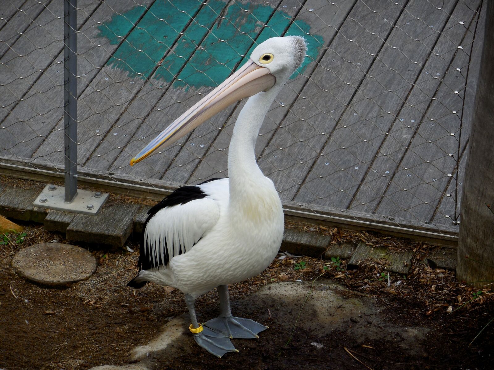 Nikon Coolpix S6500 sample photo. Pelican, bird, caged bird photography