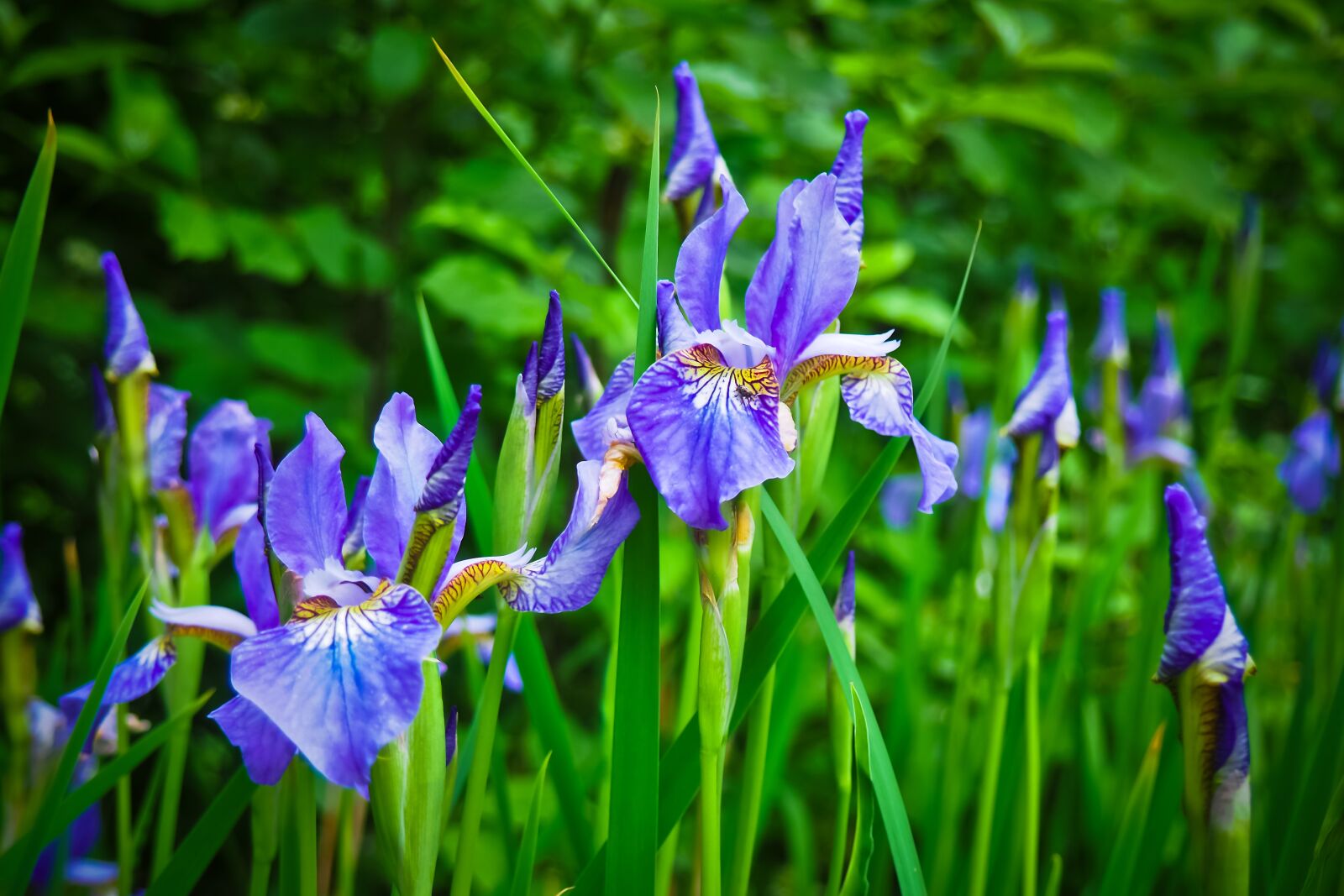 Olympus OM-D E-M10 sample photo. Lily, flower, blossom photography