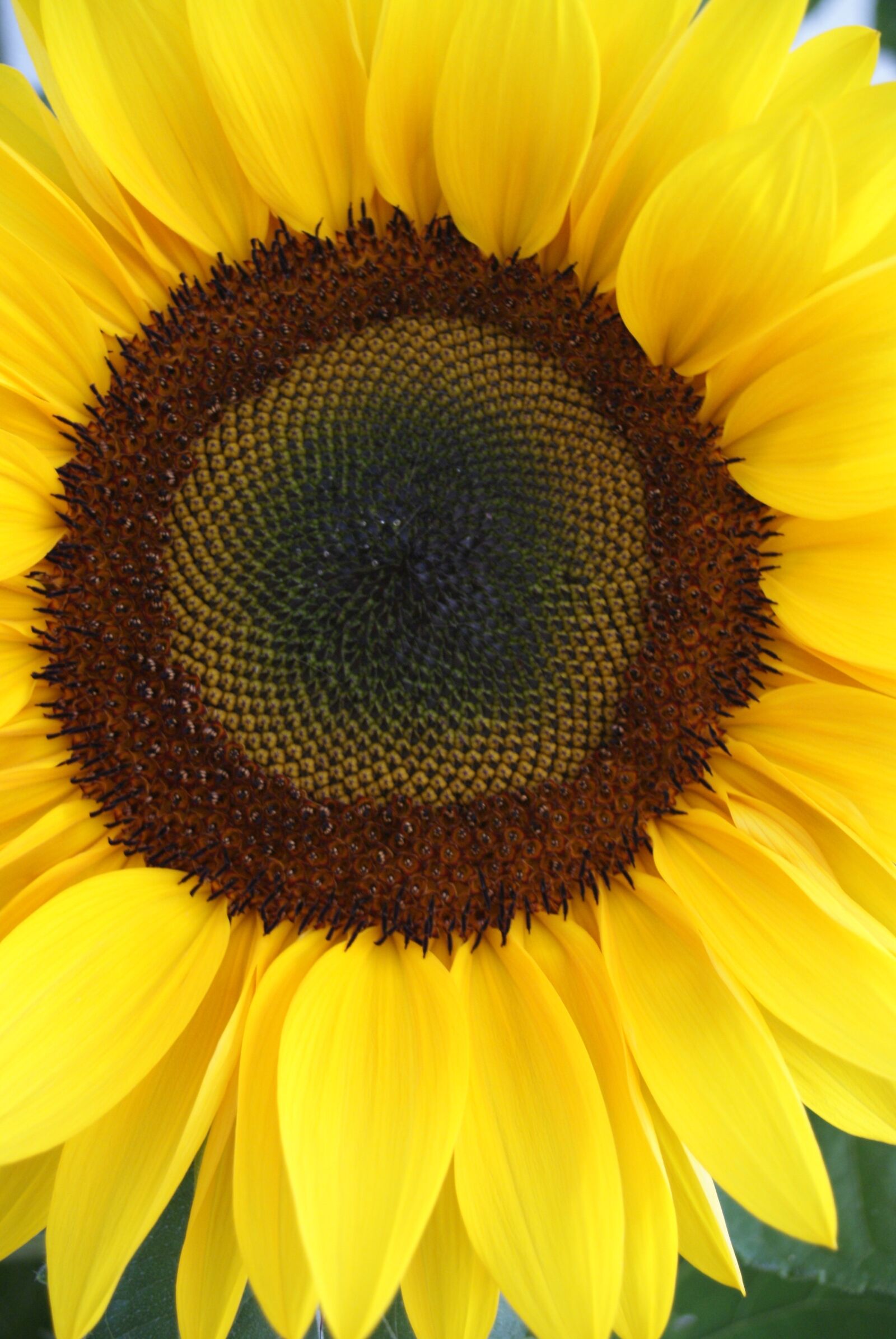 Sony Alpha DSLR-A300 sample photo. Sunflower, close-up, yellow flower photography