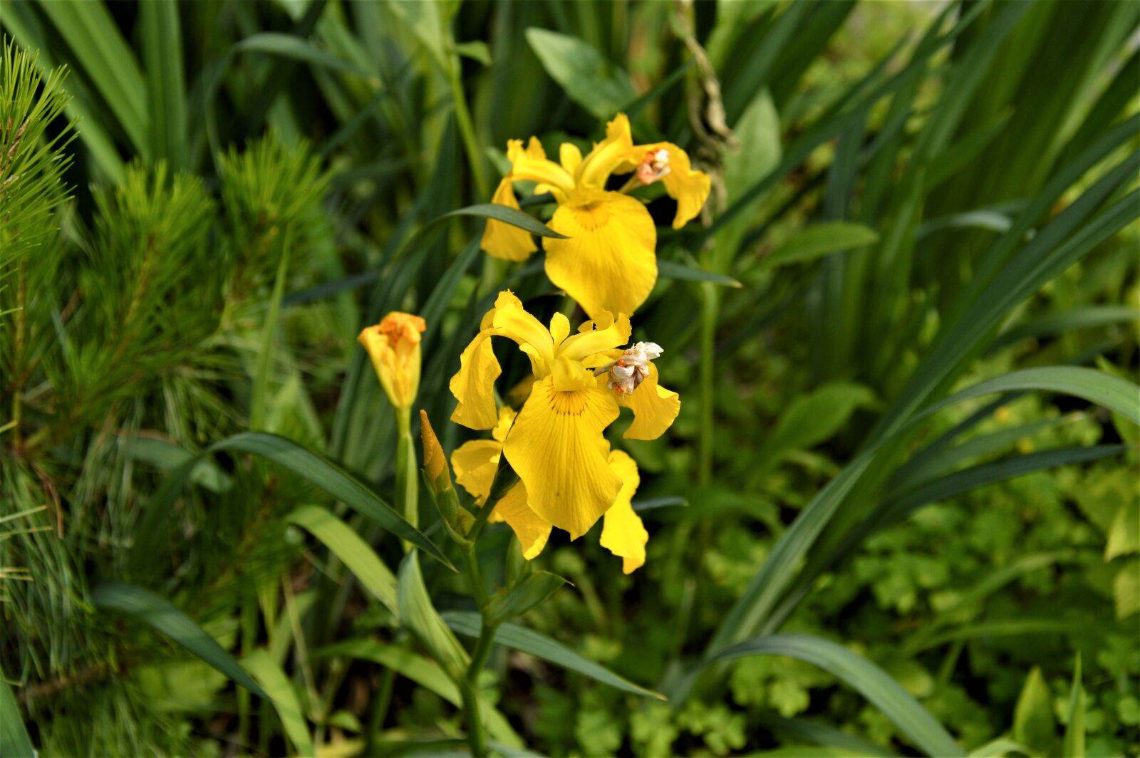 Nikon D3200 sample photo. Bulbous iris, flowers, plants photography