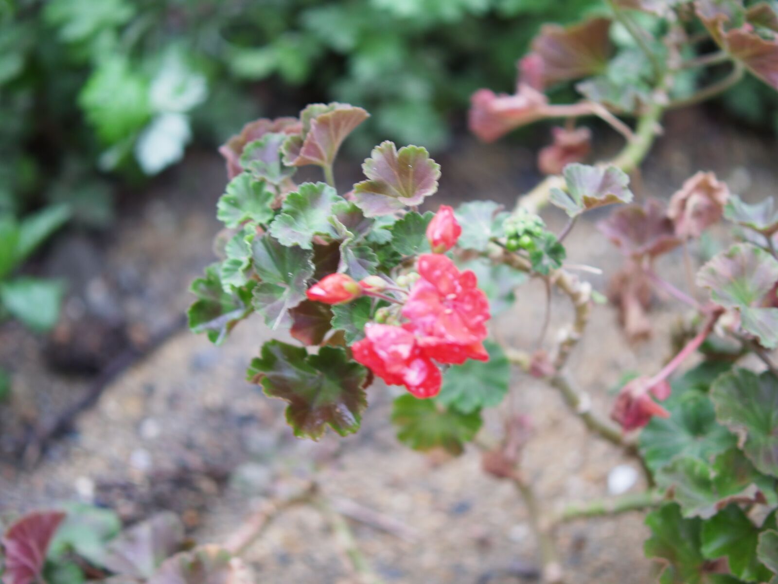 XIAOYI 42.5mm F1.8 sample photo. Red flowers, macro, flower photography