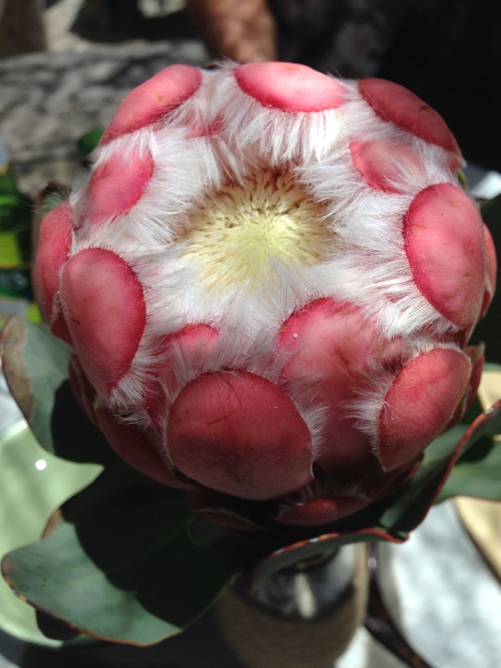 iPhone 5c back camera 4.12mm f/2.4 sample photo. Africa, flower, nature photography