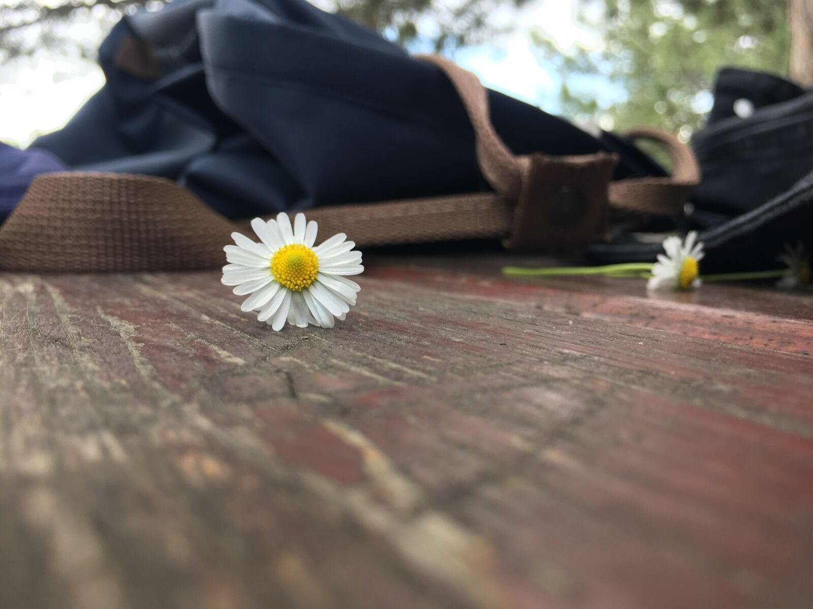 Apple iPhone 6s Plus sample photo. Daisy, flower, nature photography