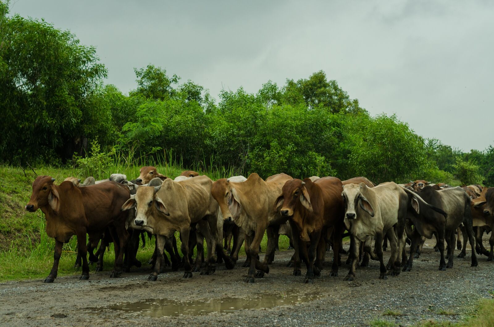 Nikon D5100 sample photo. Cow, nature, green photography