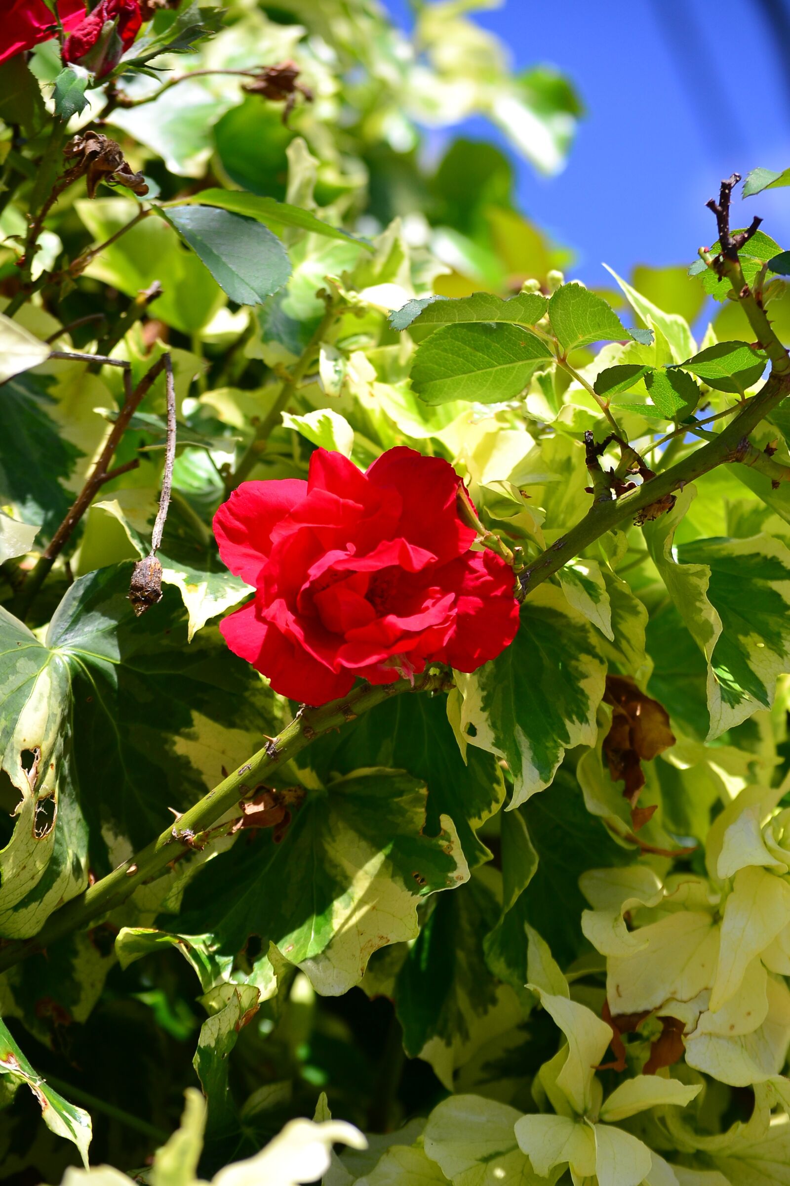 Nikon D3100 sample photo. Flower, red, beauty photography