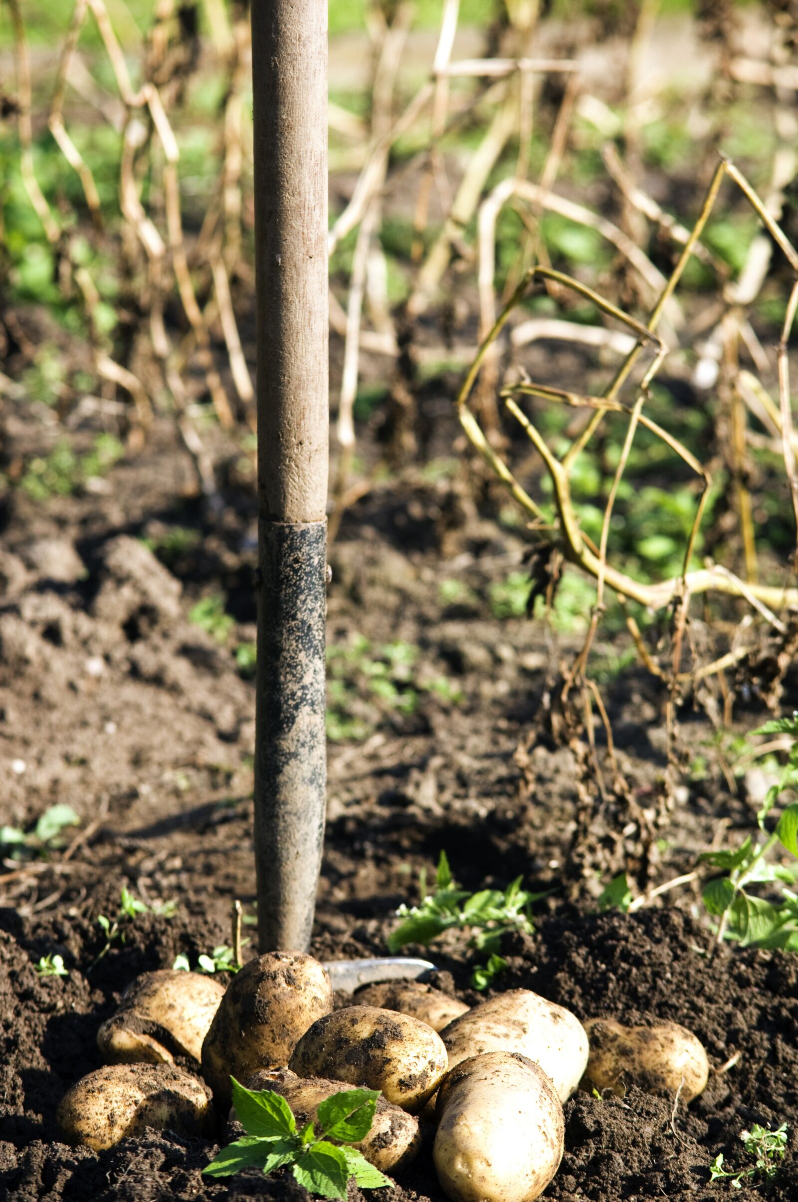Nikon D2X sample photo. Potato, harvest, earth photography