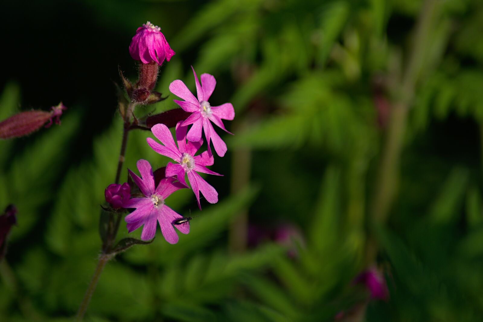 Nikon D5500 sample photo. Flower, nature, flora photography