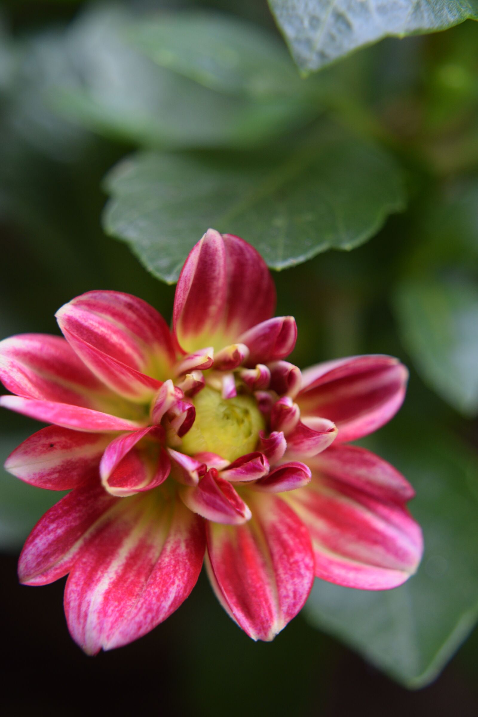 Nikon D5300 sample photo. Flower, nature, plant photography