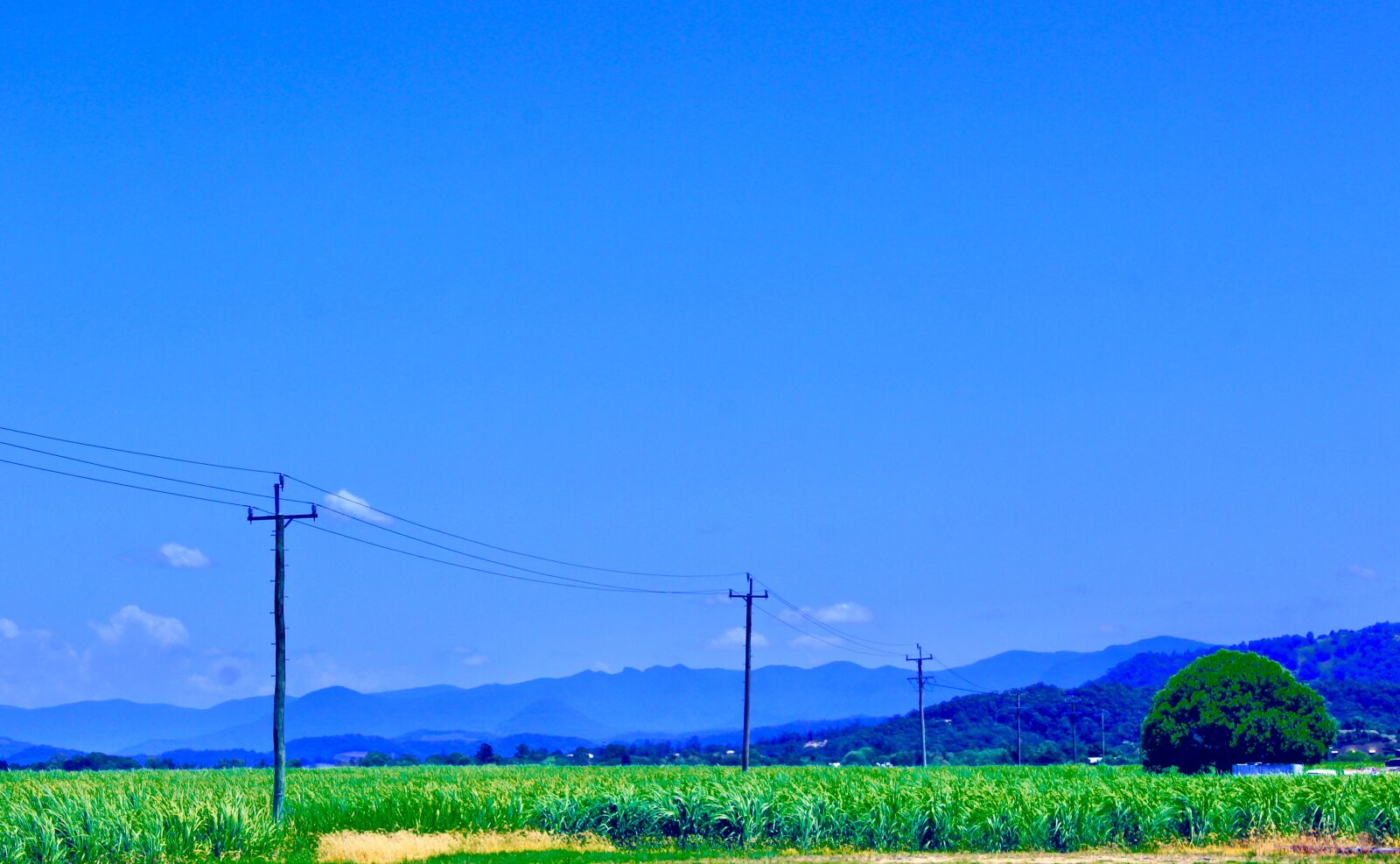 Canon EOS 1200D (EOS Rebel T5 / EOS Kiss X70 / EOS Hi) sample photo. Telegraph line, sugarcane, farmland photography