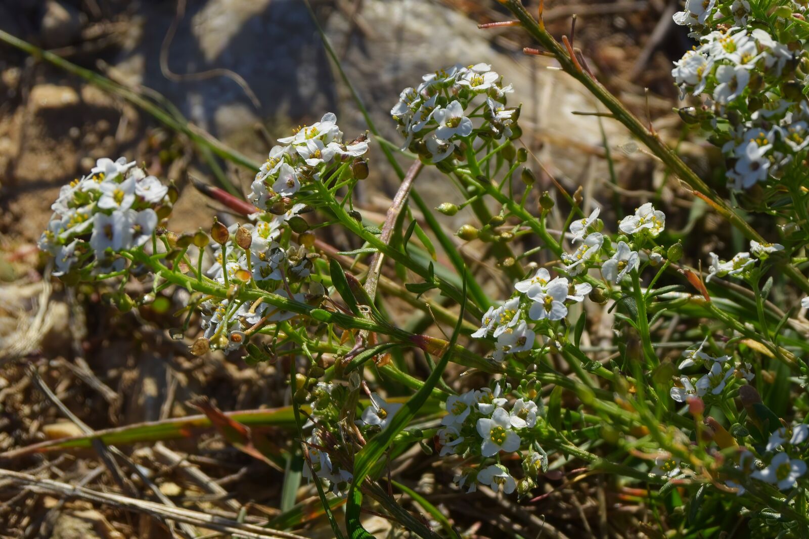 Nikon D3300 sample photo. Weekend, flower, flowers photography