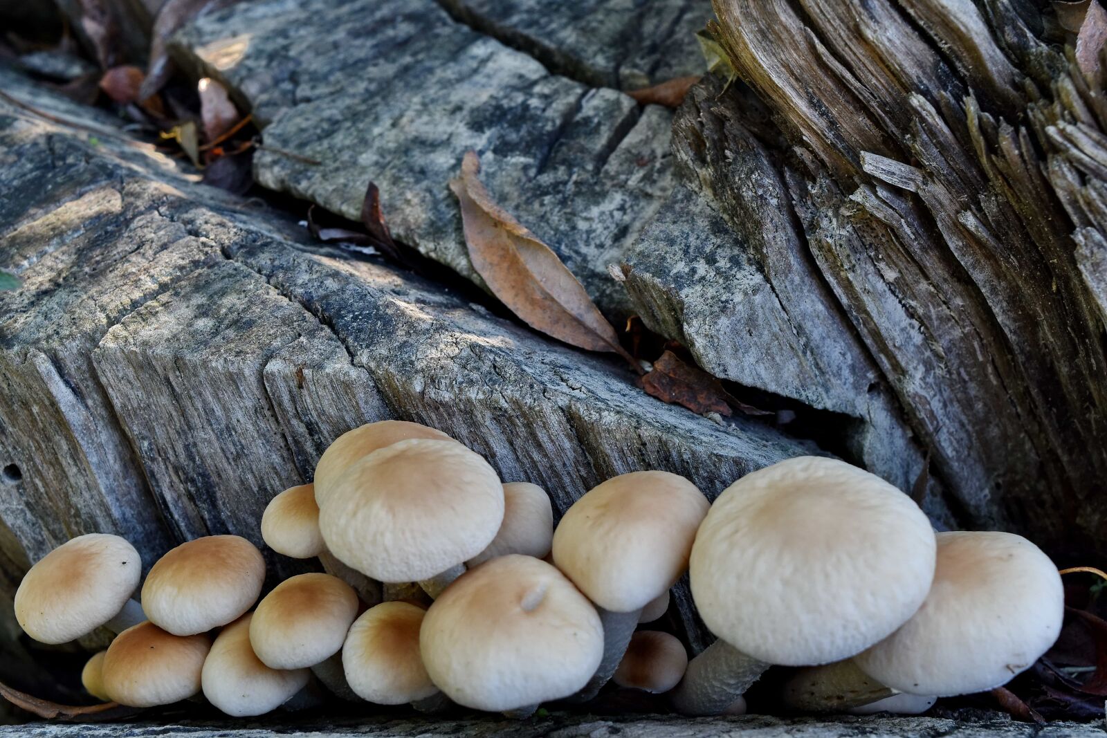 Nikon D5500 sample photo. Fungus, nature, wood, mushroom photography
