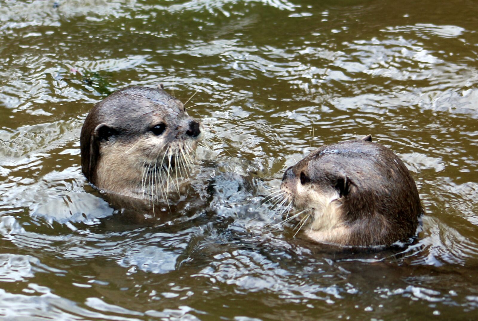 Canon EOS 1300D (EOS Rebel T6 / EOS Kiss X80) + Canon EF 75-300mm f/4-5.6 sample photo. Otter, animal, zoo photography