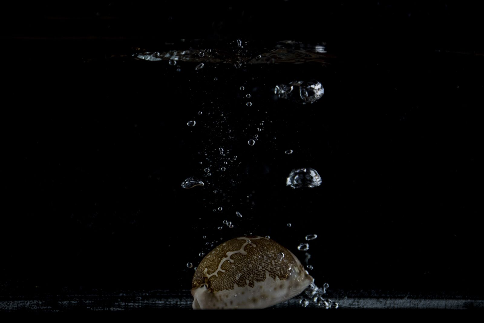 Nikon D5600 sample photo. Nature, no person, darkness photography