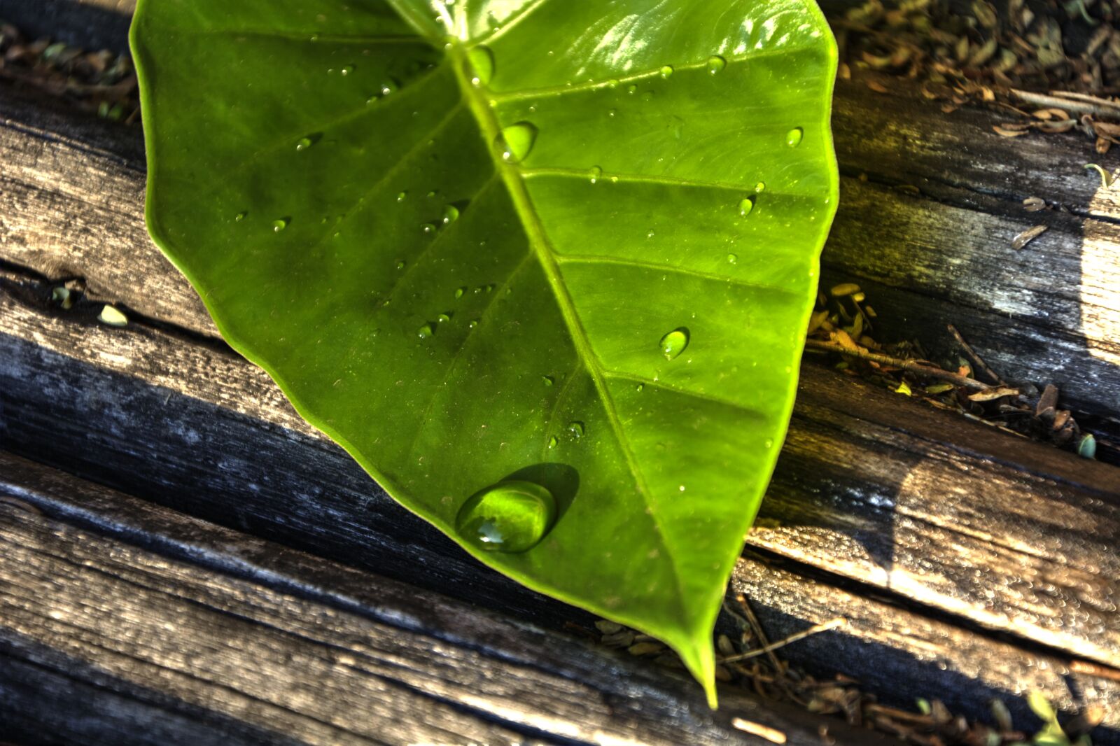 Nikon D5200 sample photo. Leaf, green, water drop photography