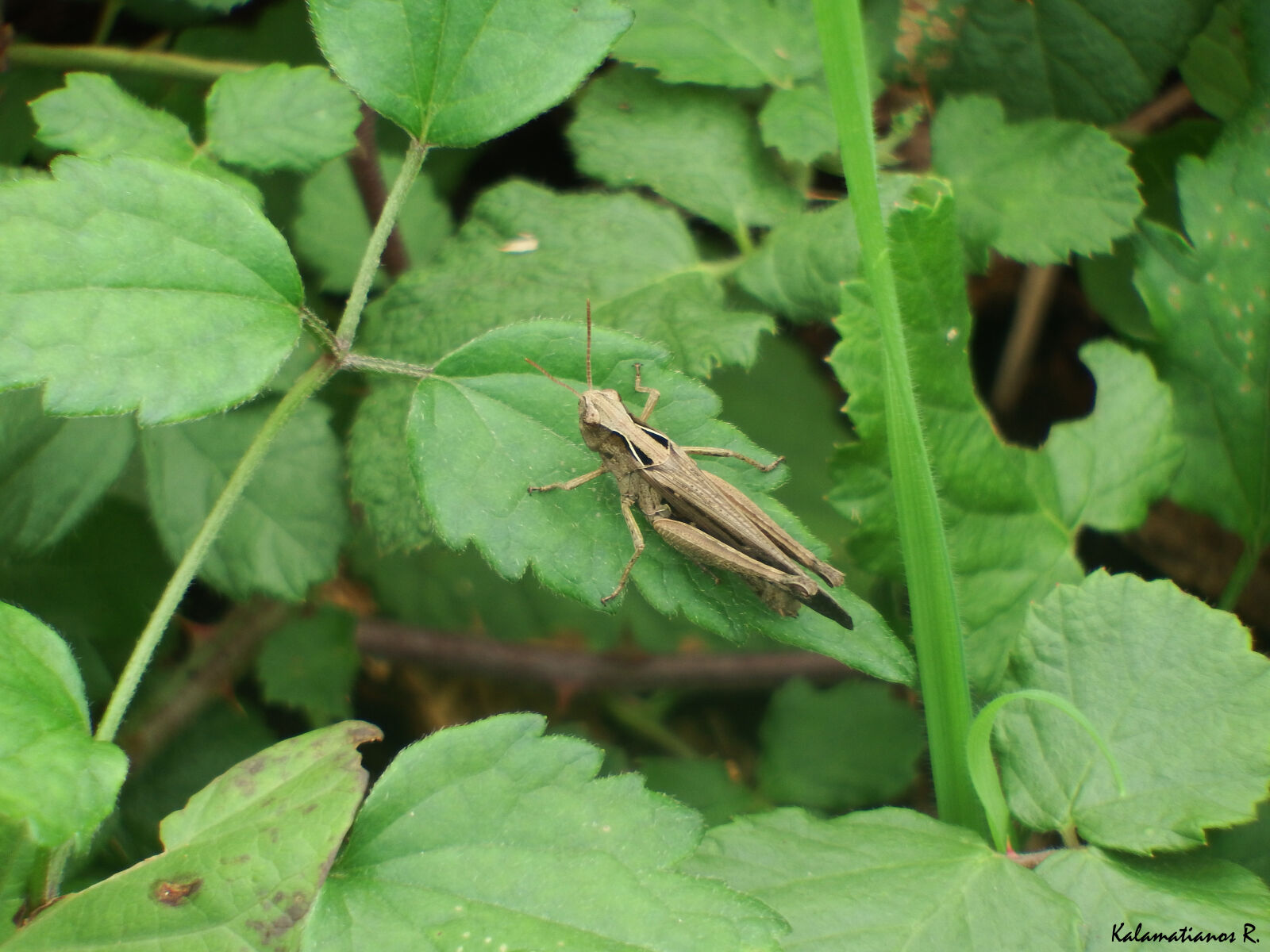 Fujifilm FinePix S1 sample photo. Grasshopper, insect, macro photography