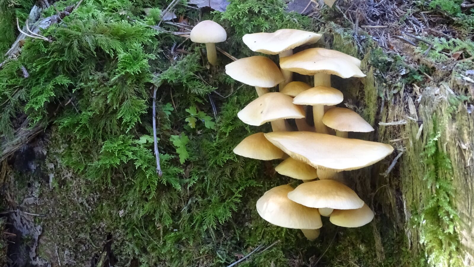 Sony Cyber-shot DSC-HX400V sample photo. Mushrooms, forest, tree stump photography