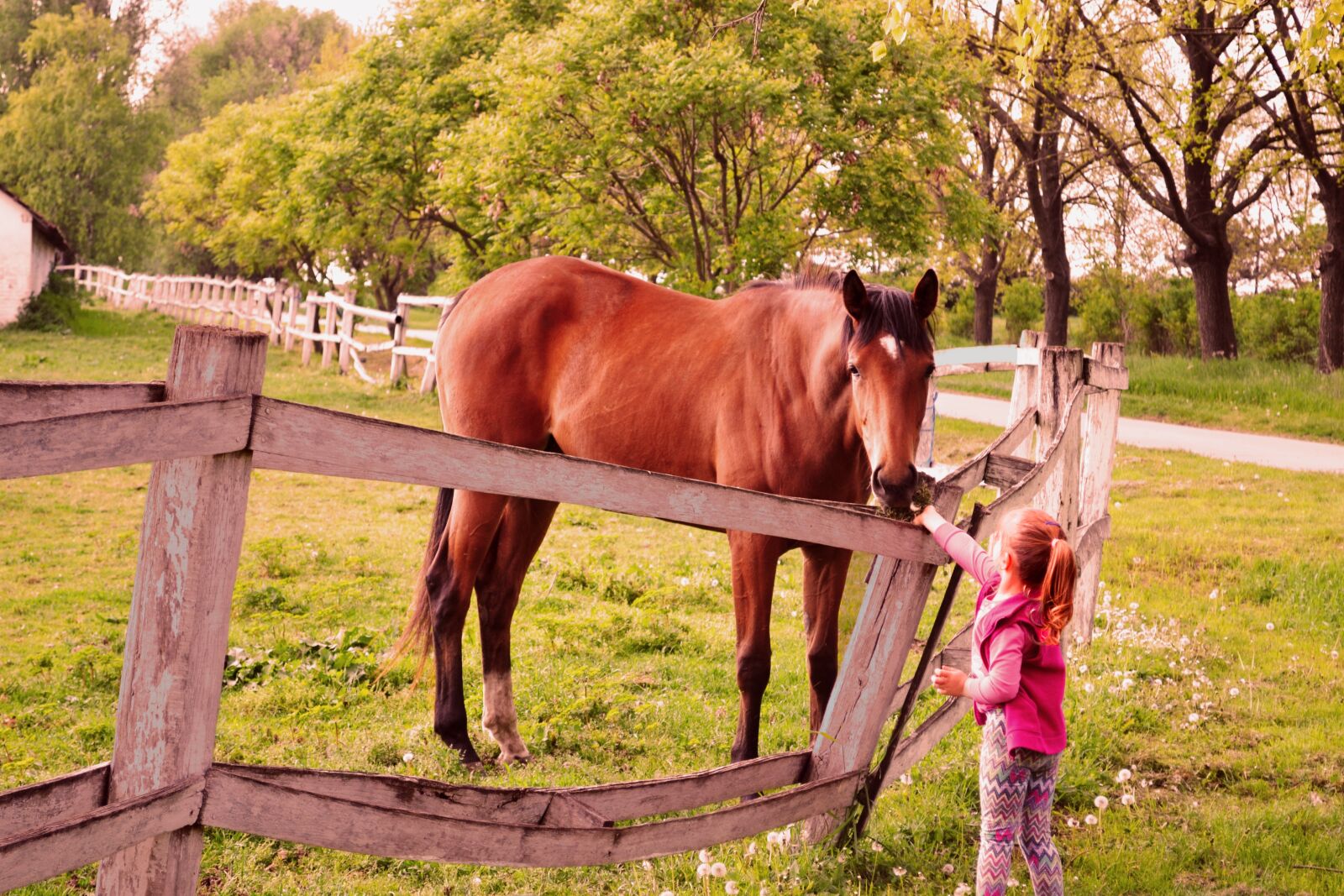 Nikon D3100 sample photo. Horses, nature, girl photography