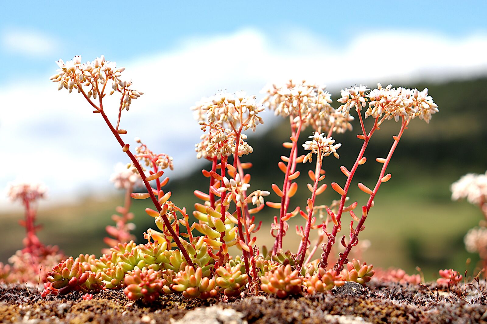 Canon EOS 800D (EOS Rebel T7i / EOS Kiss X9i) sample photo. Sedum, succulents, flowers photography