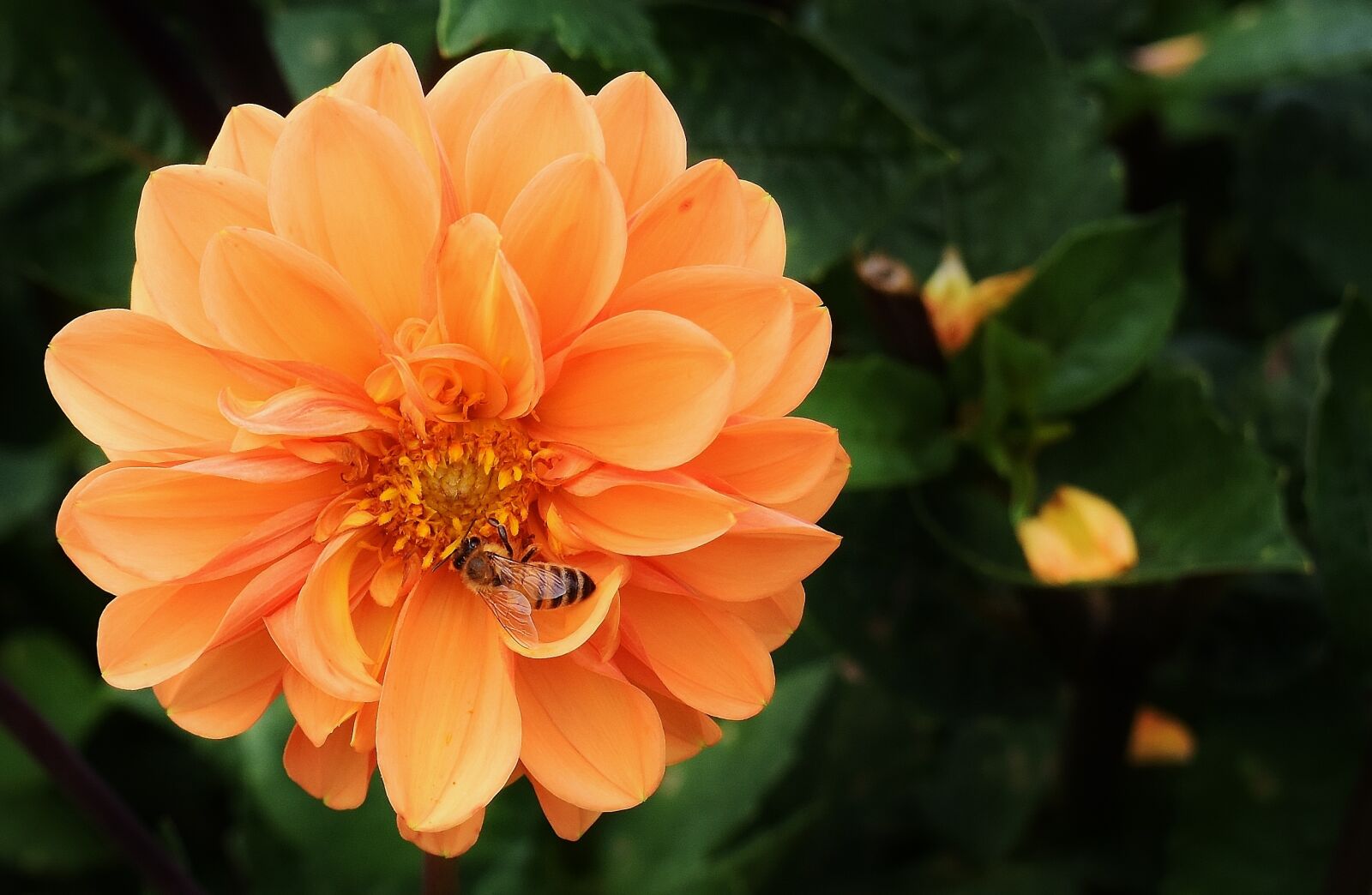 Nikon D7200 sample photo. Dahlia, dahlias, autumn photography