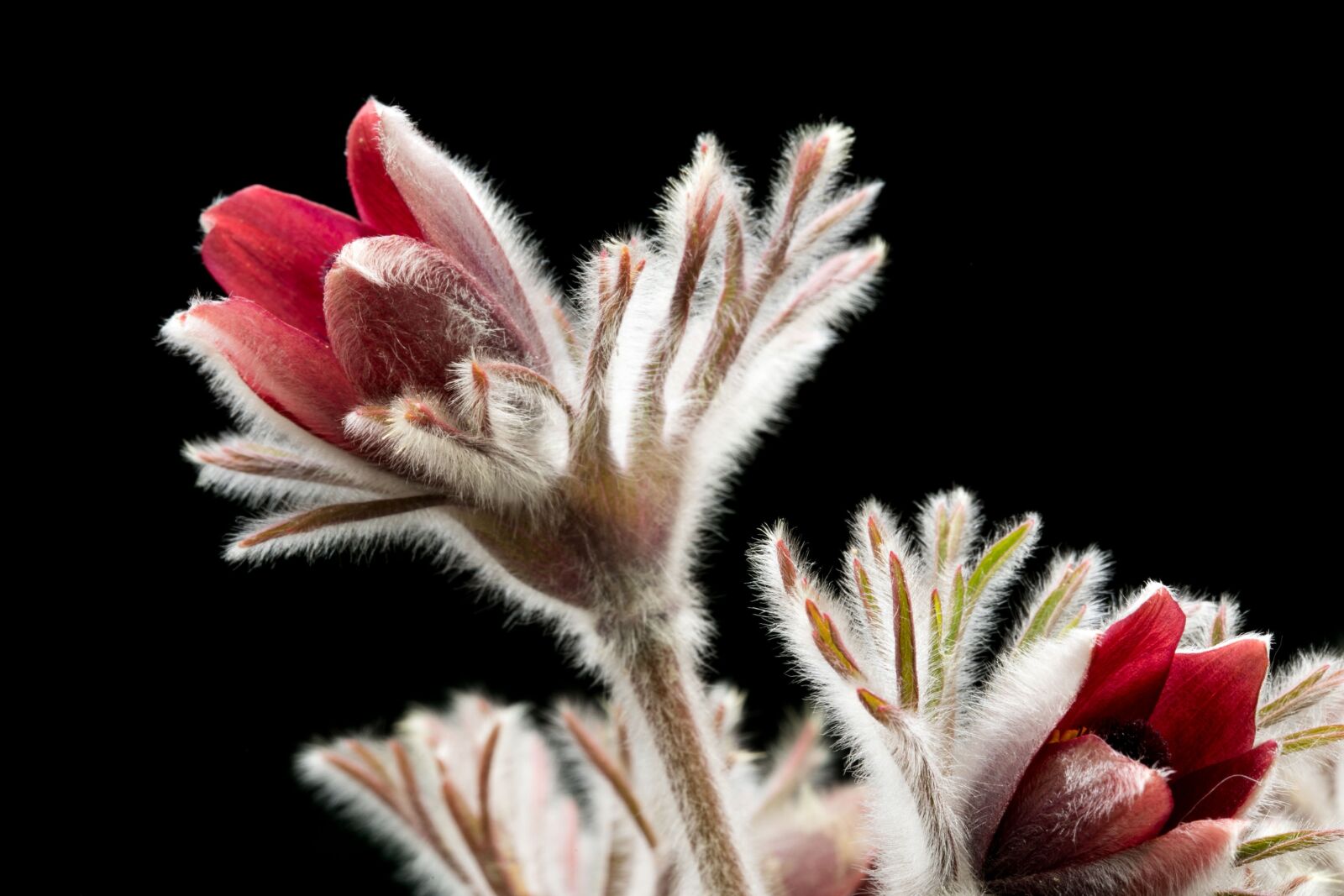 Canon EF 100mm F2.8L Macro IS USM sample photo. Do mi flower, spring photography