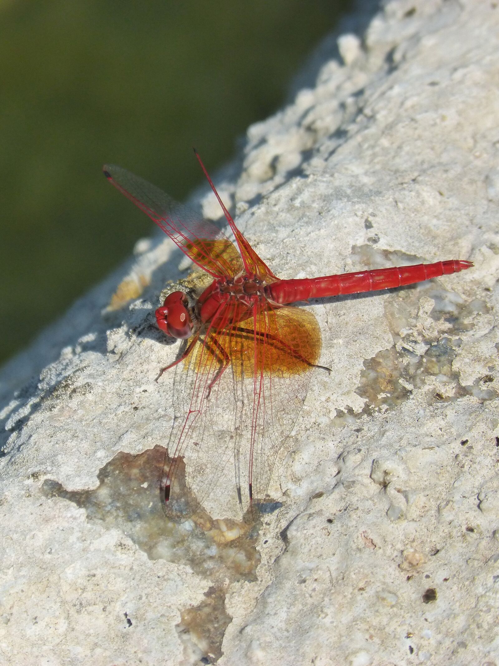Panasonic DMC-FZ62 sample photo. Red dragonfly, detail, rock photography