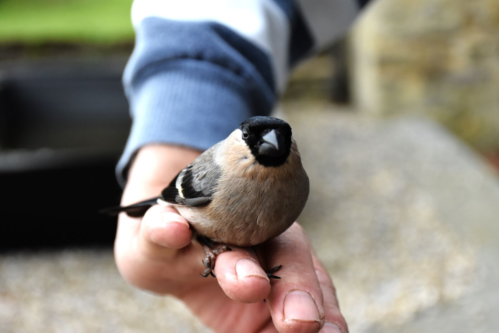 Nikon D7200 sample photo. Bullfinch, finch, bird photography