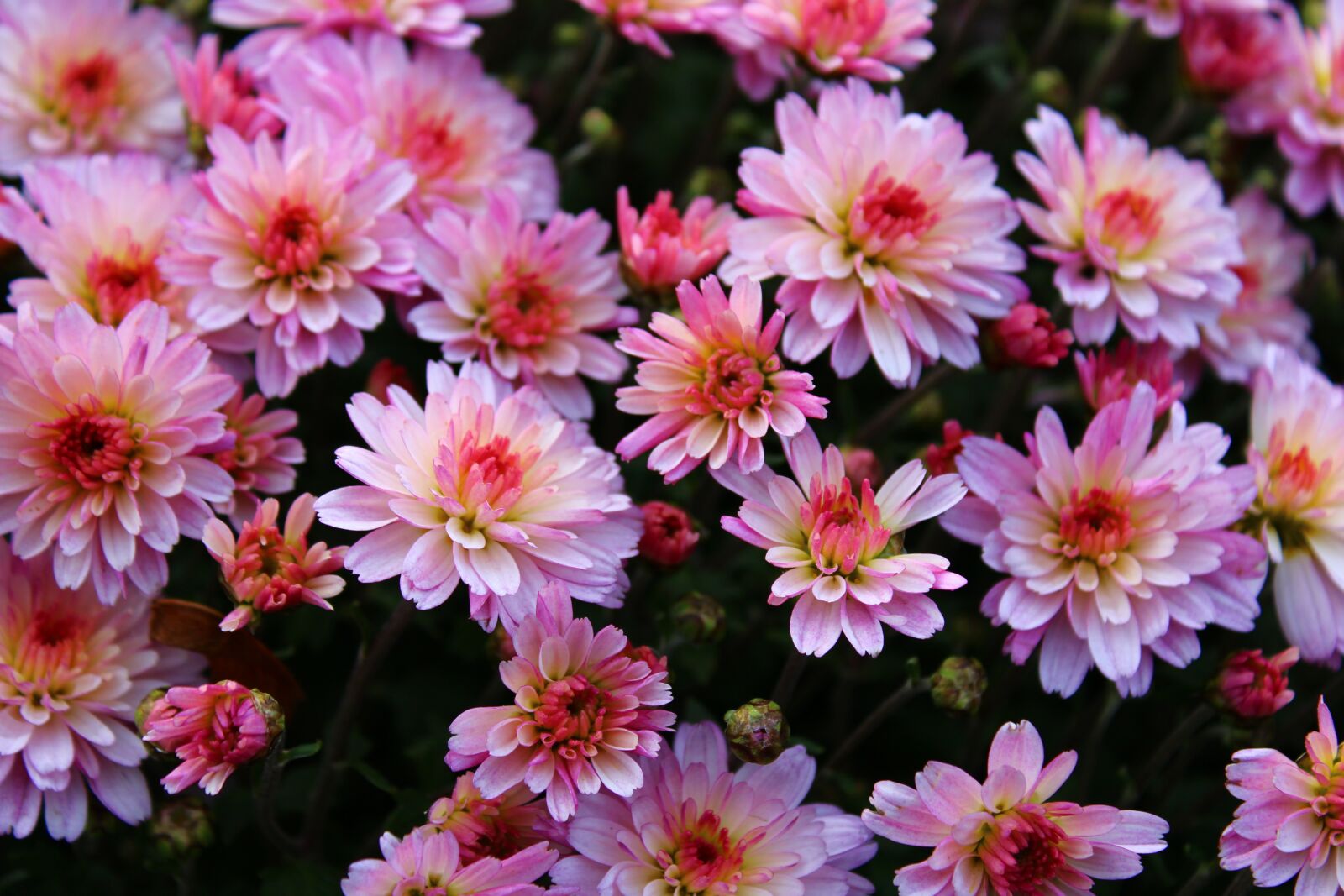 Canon EOS 2000D (EOS Rebel T7 / EOS Kiss X90 / EOS 1500D) sample photo. Pink chrysanthemums, chrysanthemum, bloom photography