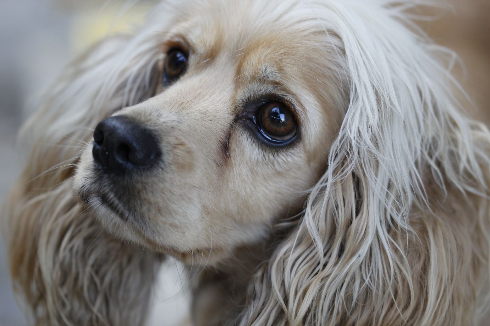 Canon EOS 550D (EOS Rebel T2i / EOS Kiss X4) sample photo. Dog, animal, close photography
