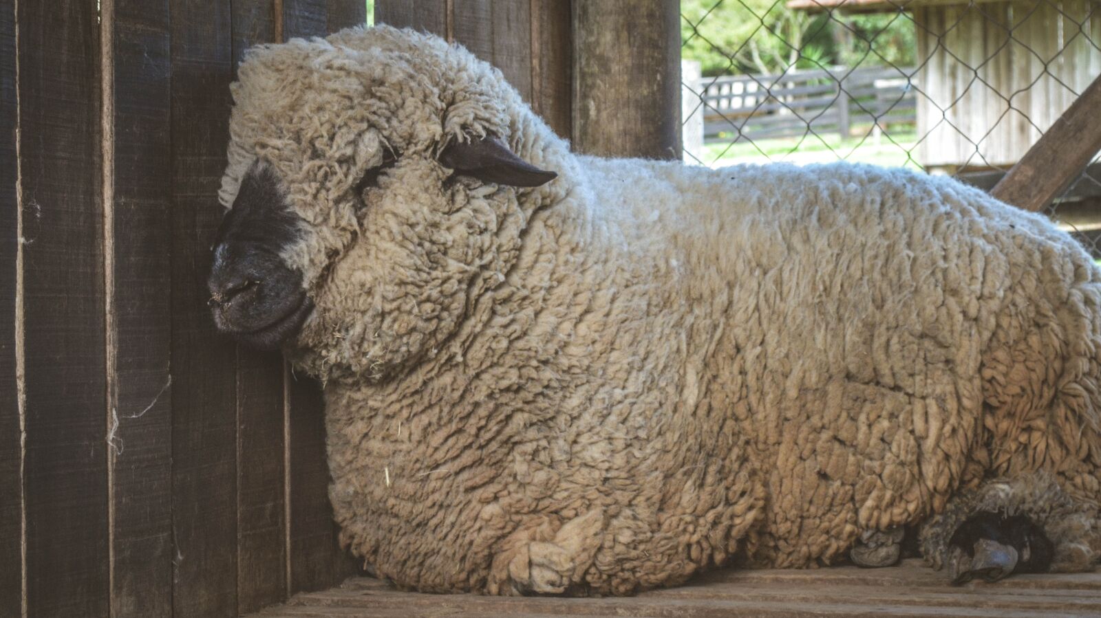 Nikon D5100 sample photo. Sheep, cute, beautiful photography