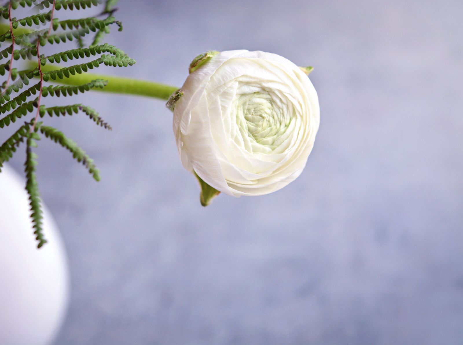 Nikon D7100 sample photo. Ranunculus, white, white ranunkel photography