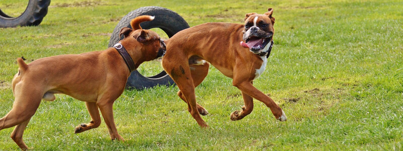 Nikon D3200 sample photo. Boxer dogs, dogs, good photography