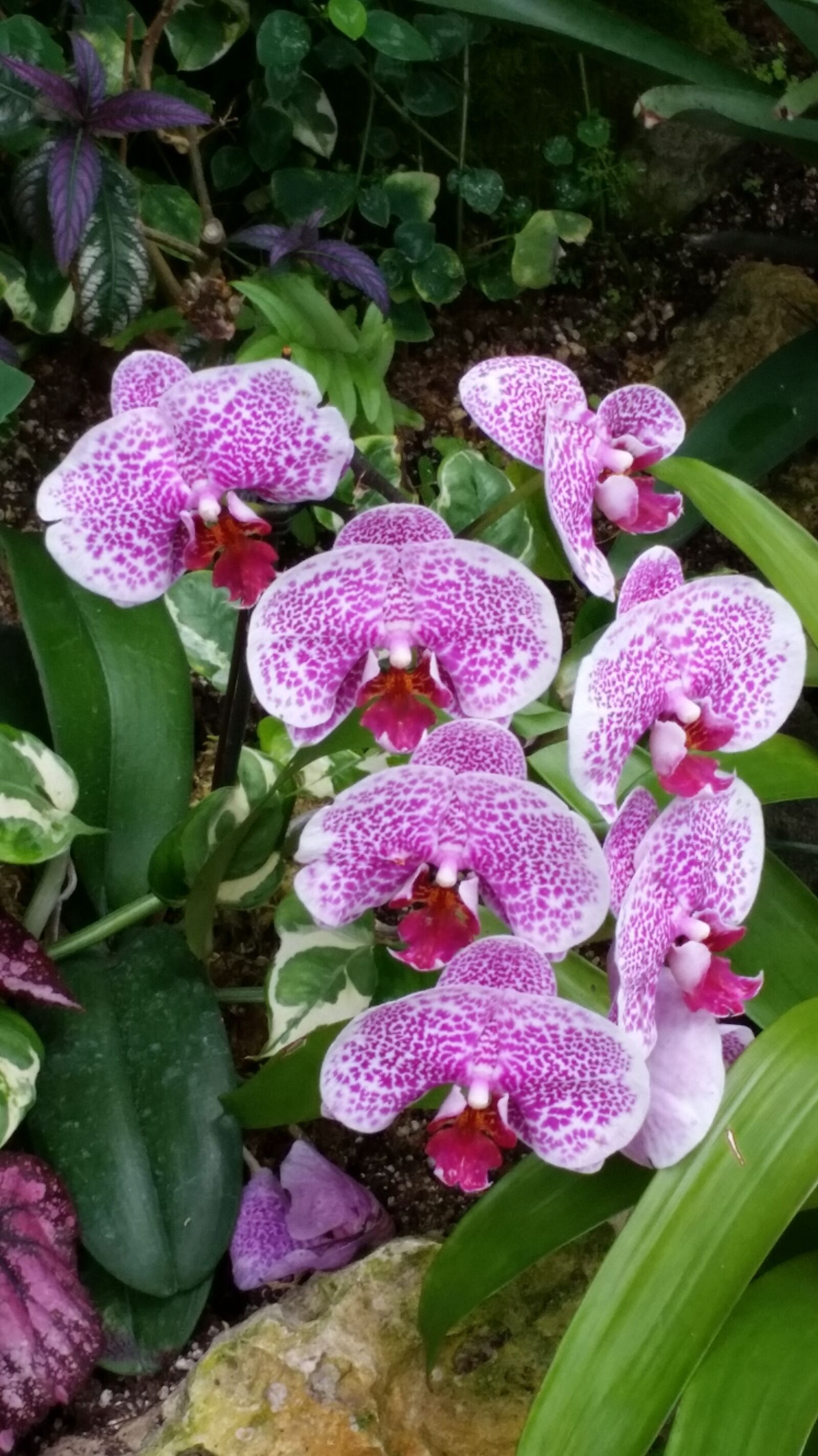 Samsung Galaxy S5 sample photo. San antonio, botanical, gardens photography