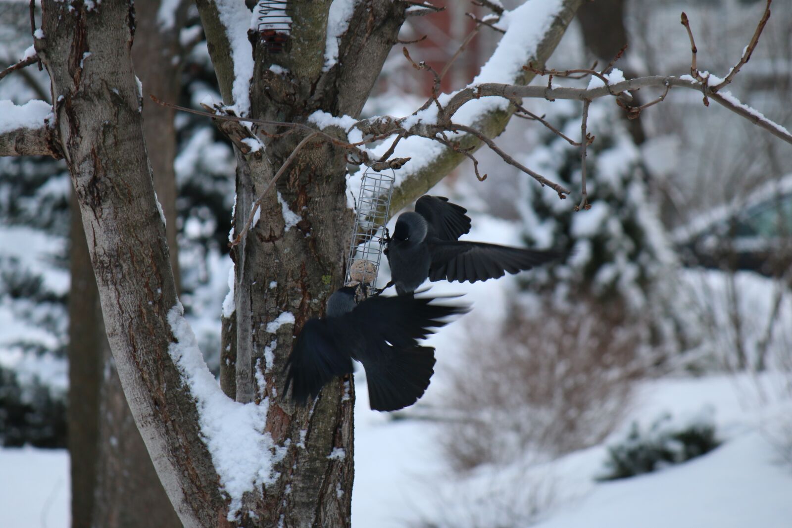 Canon EOS 70D + Canon EF-S 55-250mm F4-5.6 IS sample photo. Jackdaw, bird, winter photography