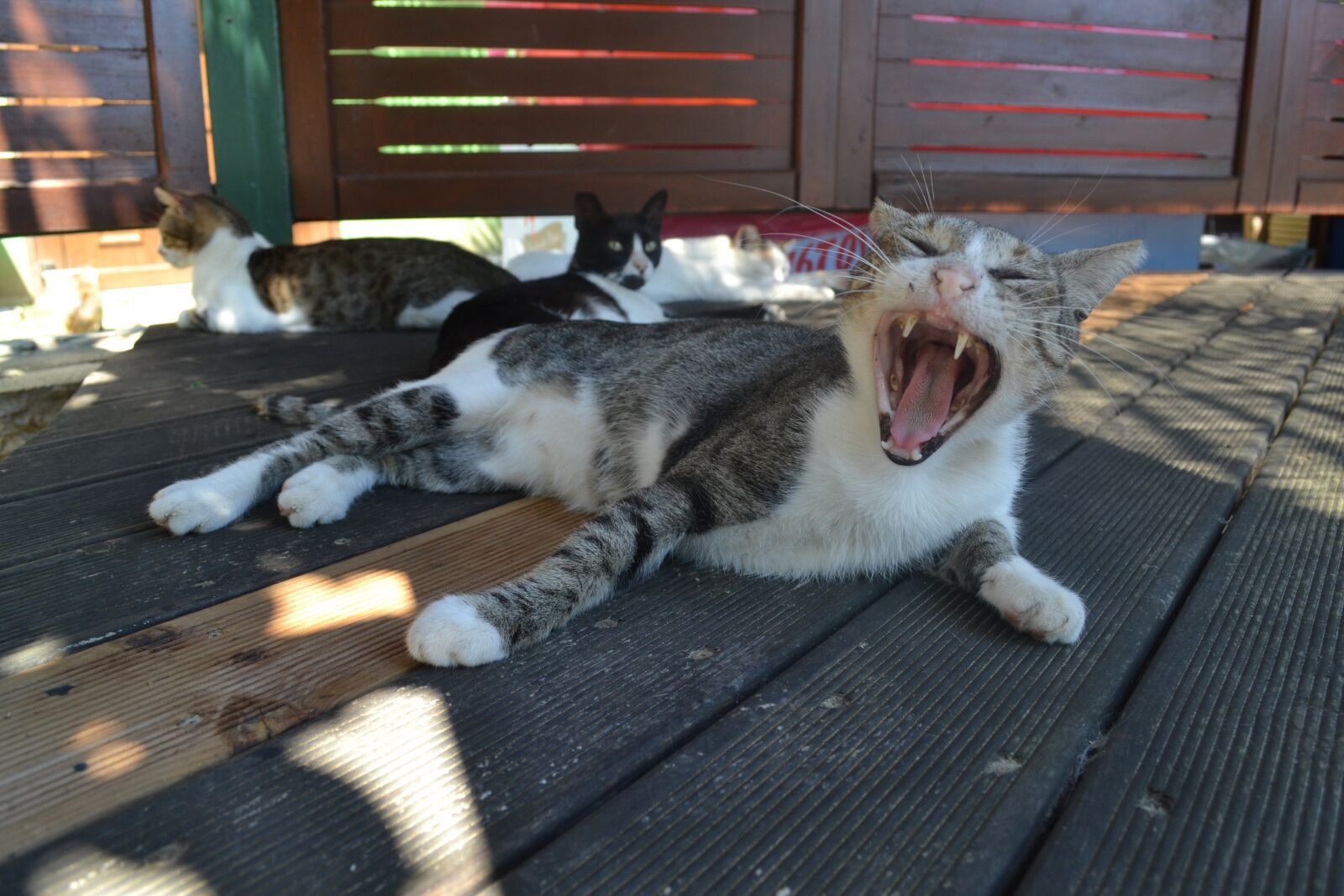 Nikon D3100 sample photo. Cat, meow, cute photography