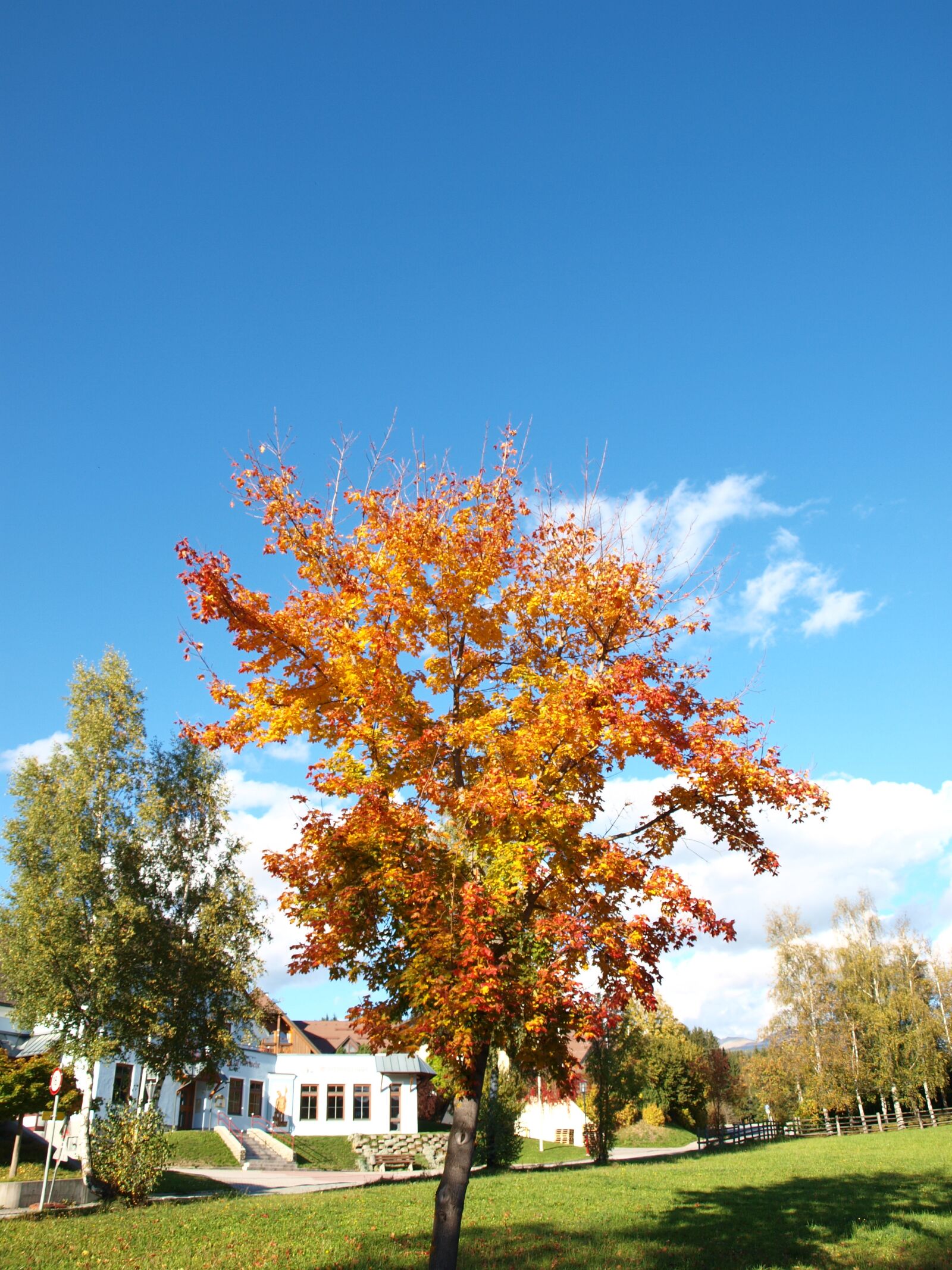 Olympus E-450 (EVOLT E-450) sample photo. Tree, autumn, nature photography