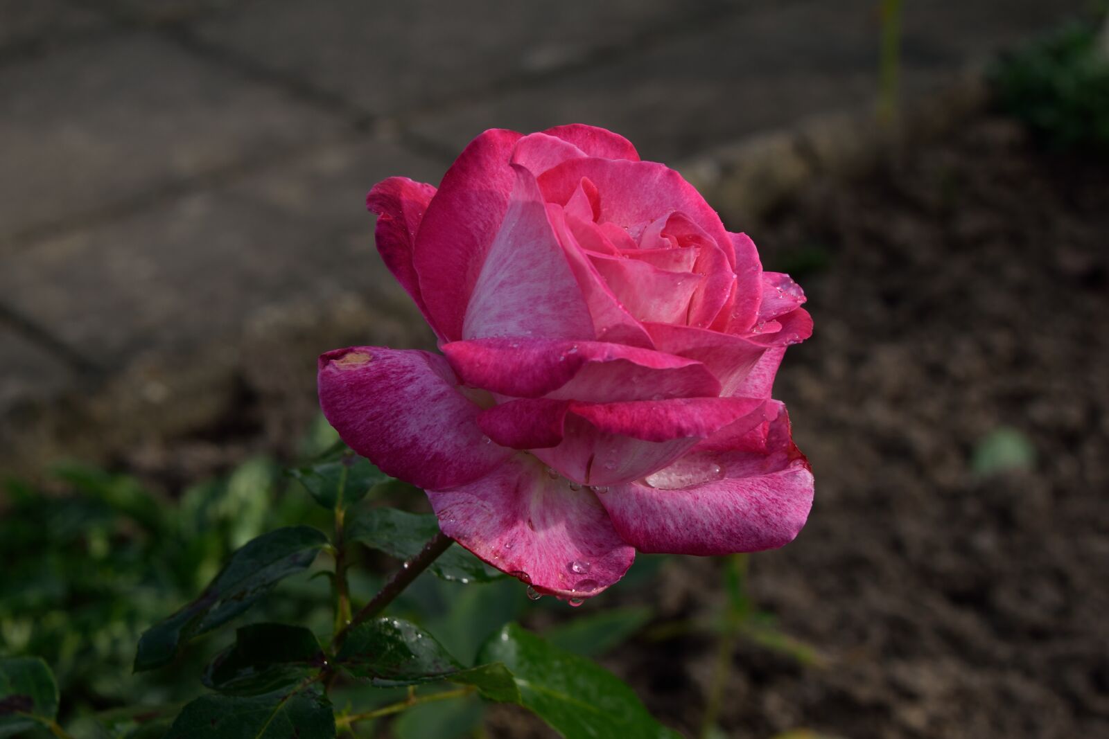 Nikon D3300 sample photo. Rose, flower, blossom photography