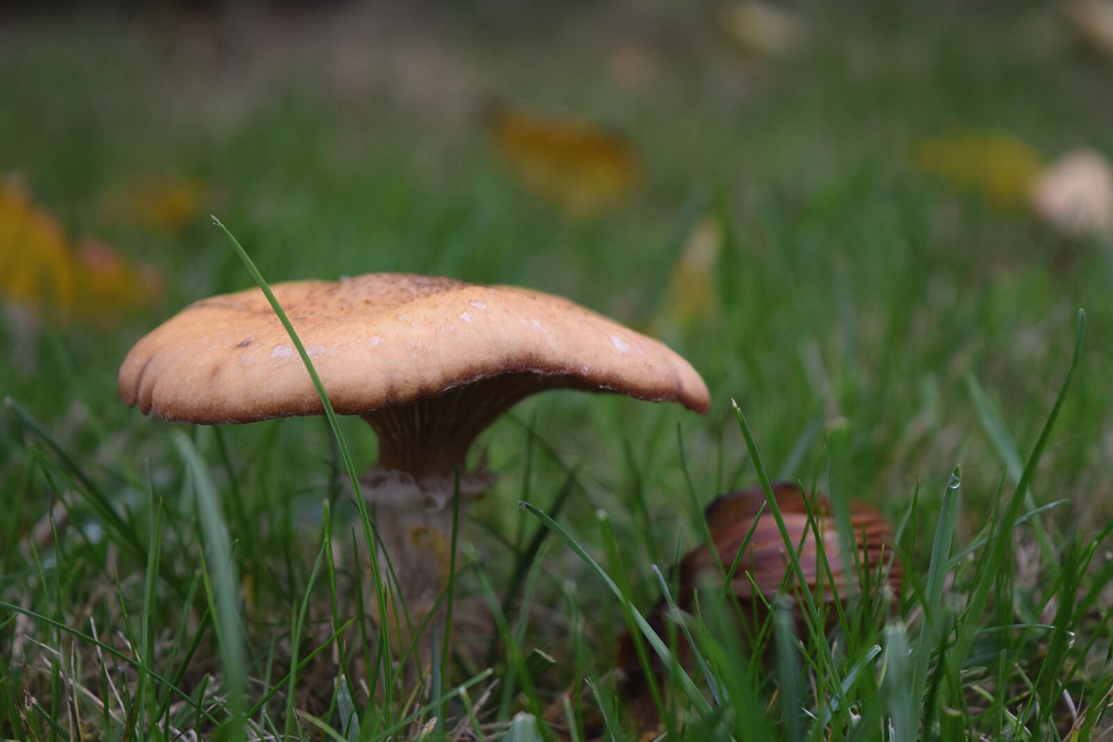 Nikon D3300 sample photo. Autumn, mushroom, meadow photography