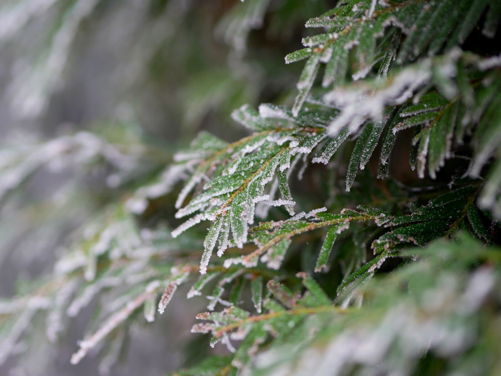 Panasonic Lumix DMC-GX85 (Lumix DMC-GX80 / Lumix DMC-GX7 Mark II) sample photo. Winter, hoarfrost, frost photography